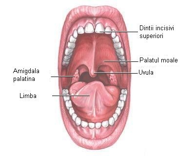 Cavitatea bucala anatomie